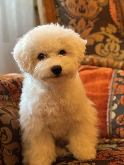 Бішон фрізе хлопчикм