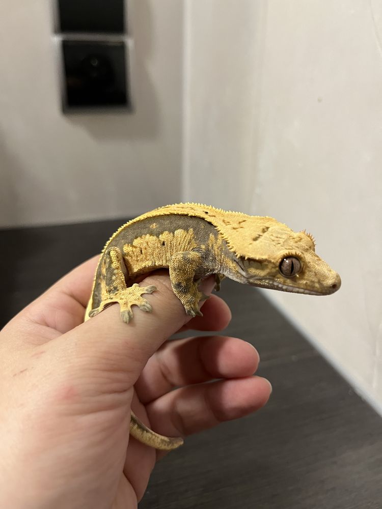 Gekon orzęsiony EMG1 samiec ciliatus crested gecko