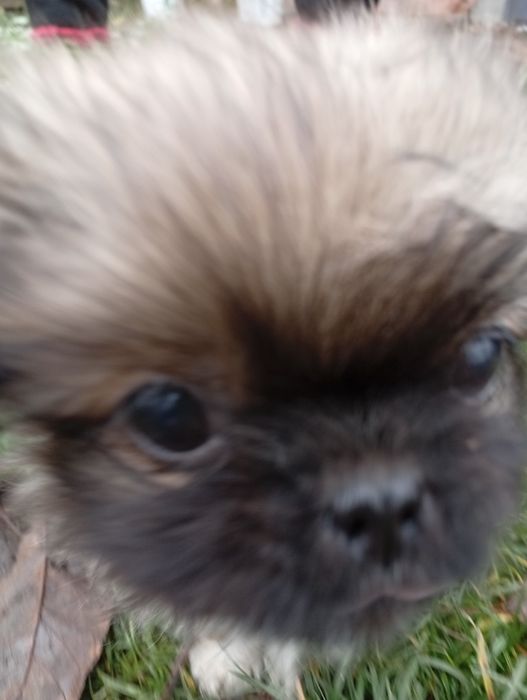 Пікінеси шукають родину