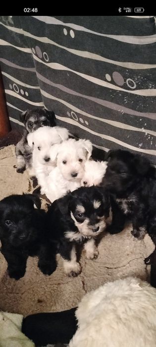 Sznaucer miniaturowy