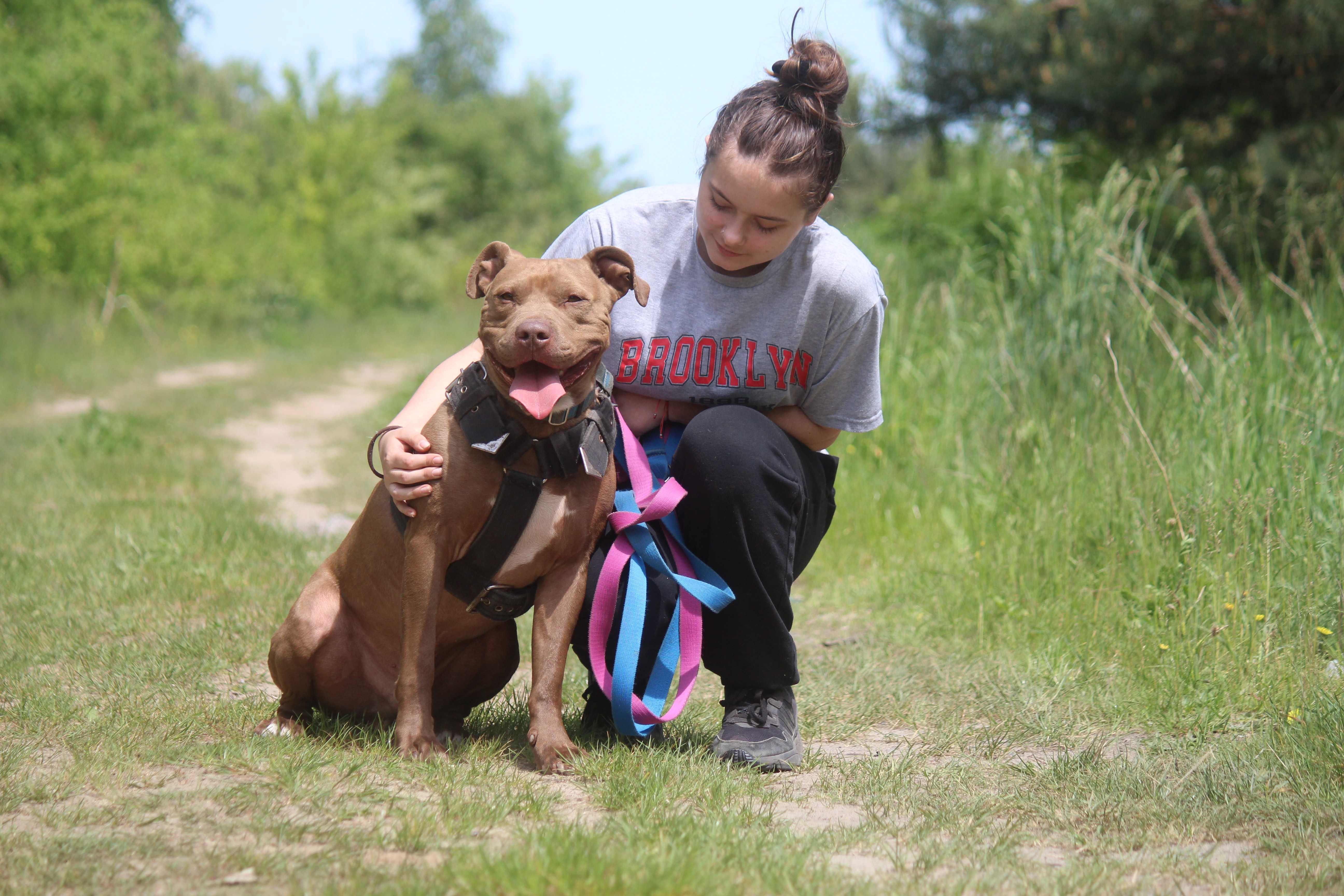 ZIUTEK  w typie pitbull , super pies , ale trzeba go wczesnej poznać
