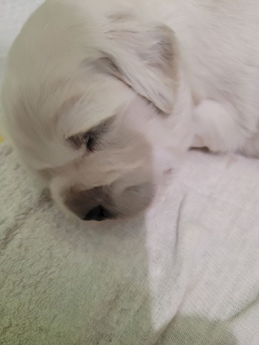 Golden Retriever FCI suczka