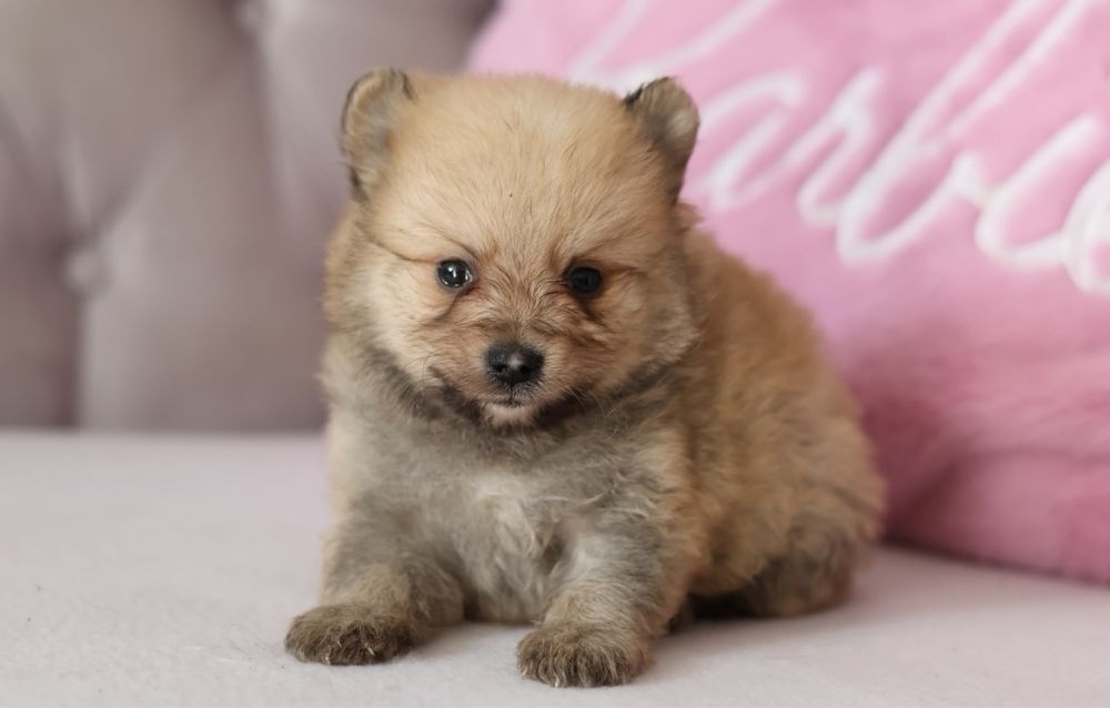Szpic miniaturowy pomeranian samiec