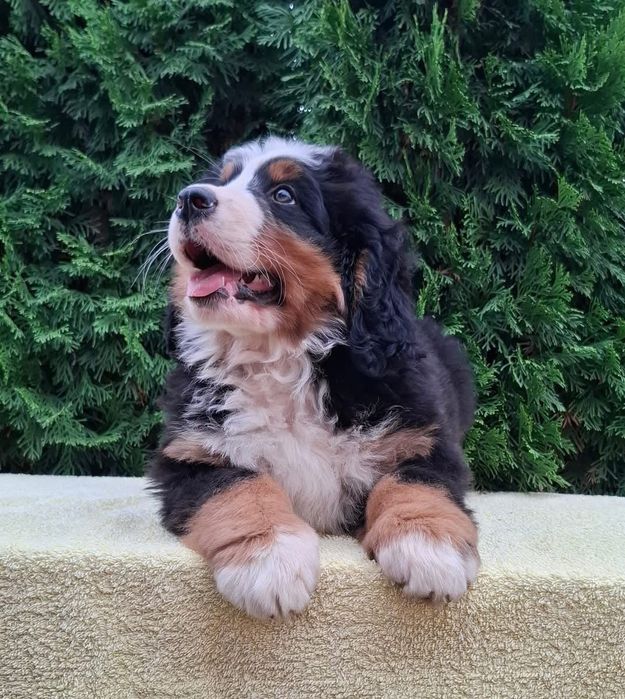 Cadelinha Boieira de Berna (Bouvier Bernois) c/ LOP