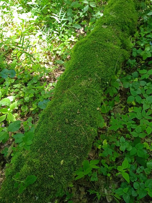 Мох плоский живий