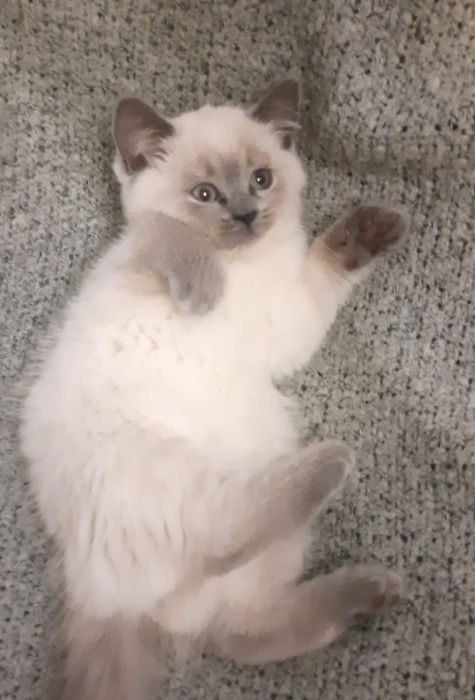 Шотландскі кошенята (прямовухі)