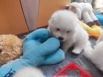 Samoyed ZKwP badania FCI Samojed