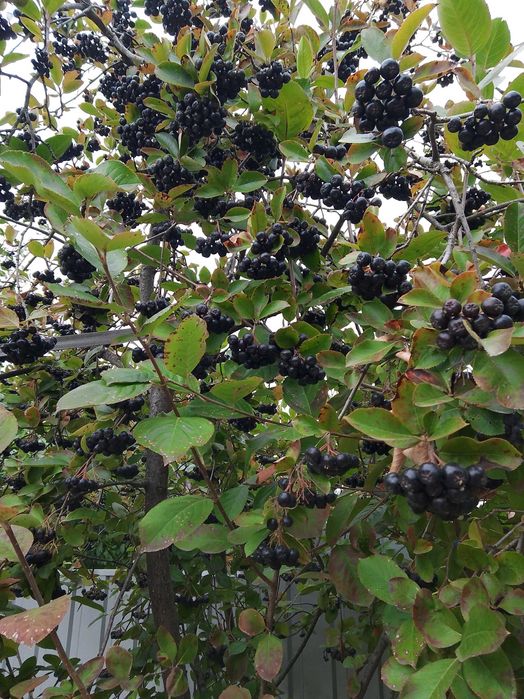 Черноплодная рябина ягоды