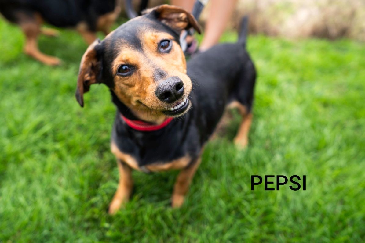 PEPSI i COLA szukają domu
