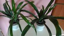 Roślina doniczkowa Bilbergia - Bromeliowate
