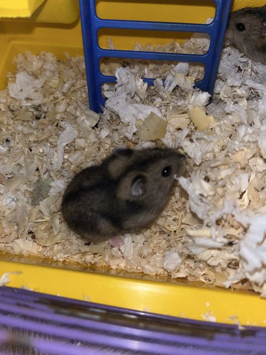 Джунгарик хомячок