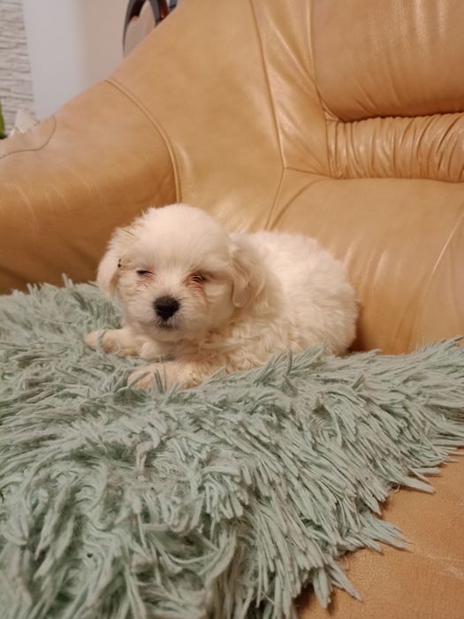 Suczka shih-tzu szczeniak