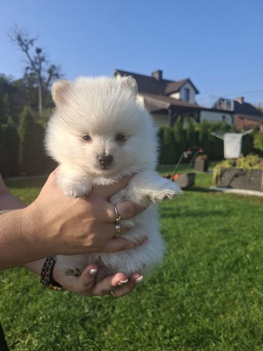Szpic miniaturowy