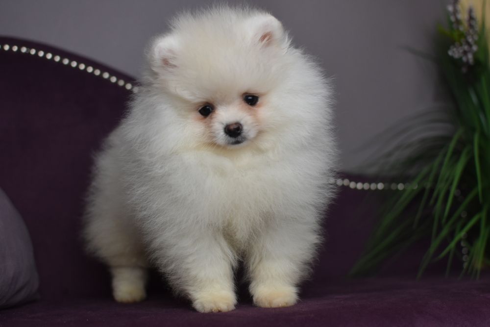 Дві Сестрички померанчики