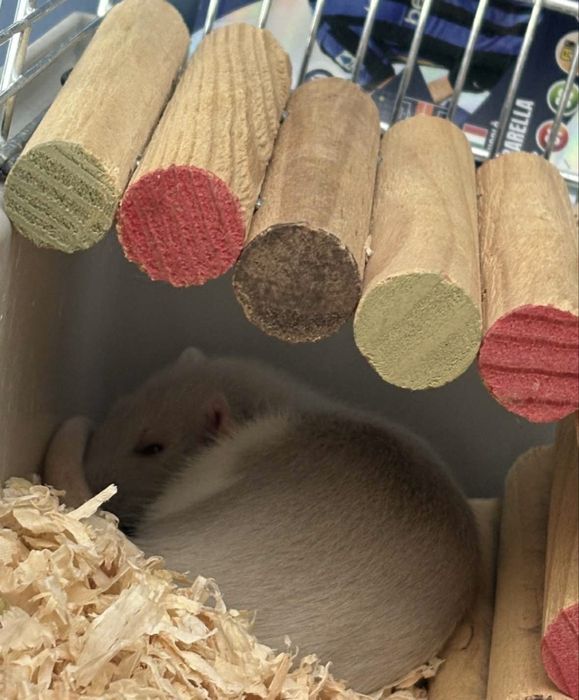 Młodziutki szczurek