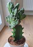 Euphorbia Lactea
