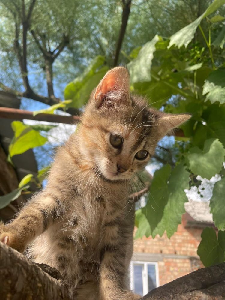 Кошенята в добрі руки