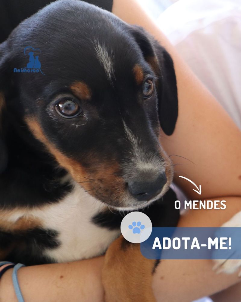 Mendes cachorro ficara porte medio