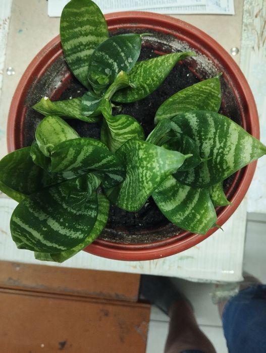 Тещин язык,комнатное растение