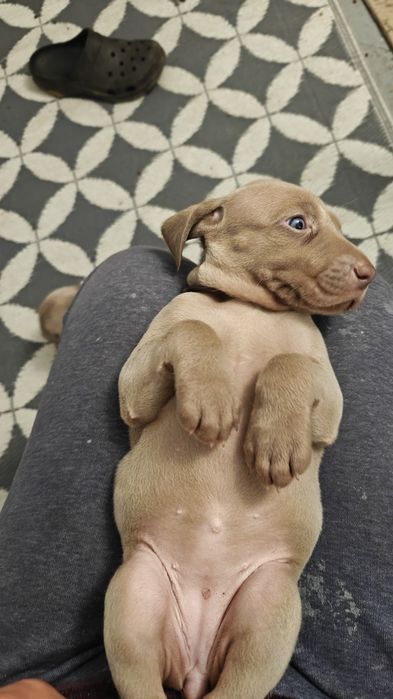 Szczeniak Wyżeł WEIMARSKI