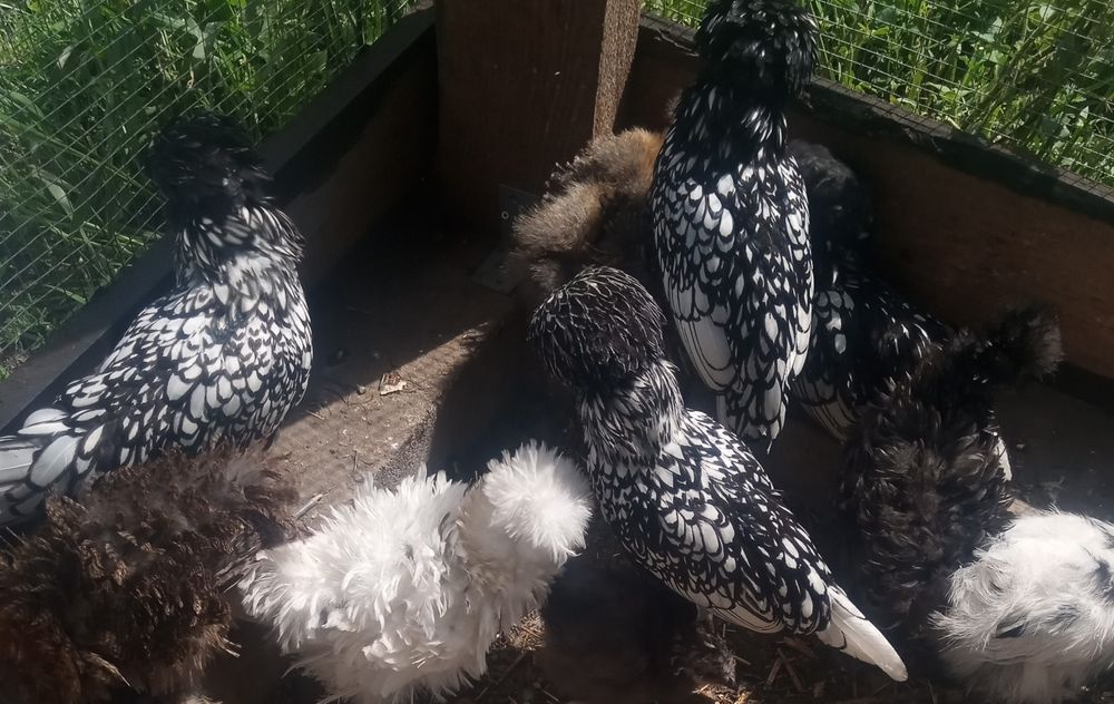 Jaja jajka lęgowe kurczaki,kury