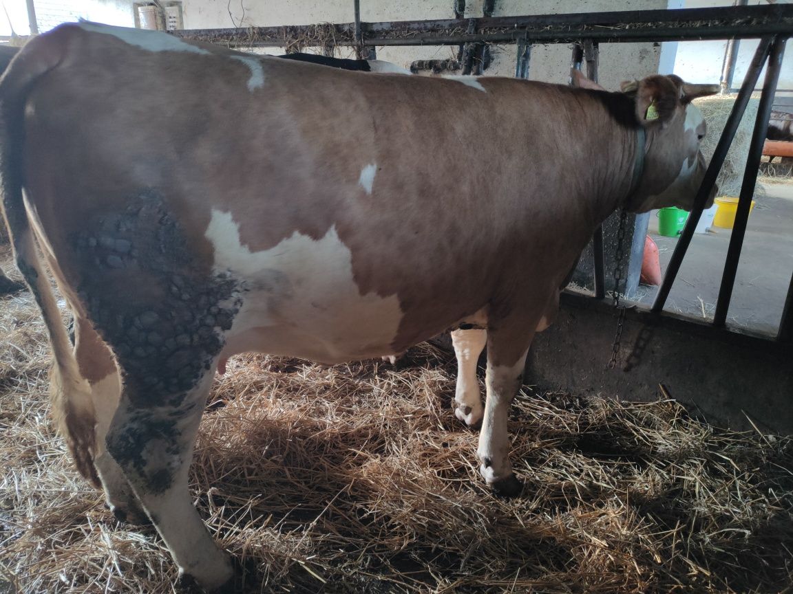 Jałówki cielne, duże ładne sztuki 15zł/kg