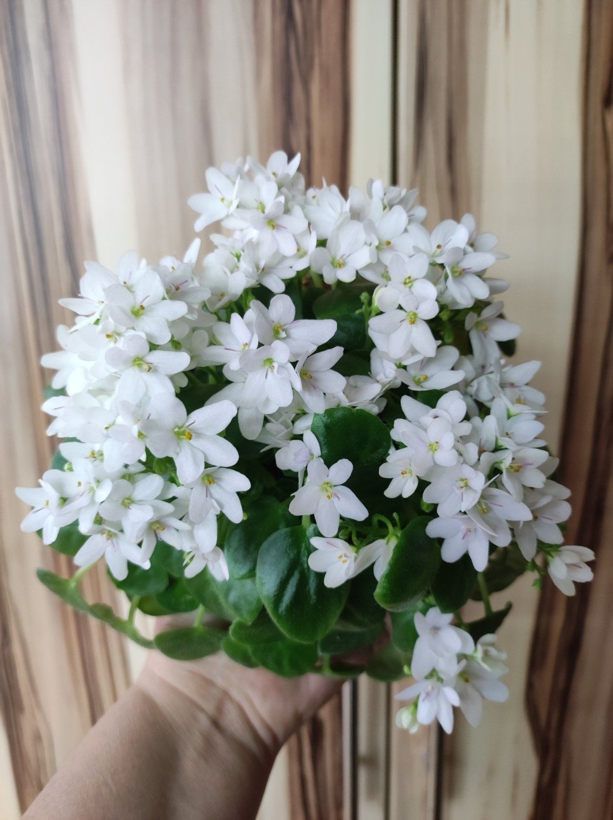Продам детки сортовых фиалок .