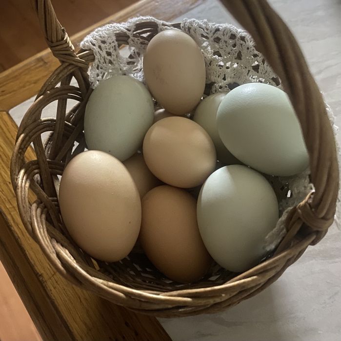 Инкубационное яйцо китайские пуховые куры