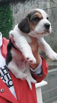 Beagle tricolor macho