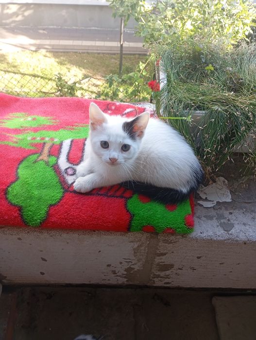 Віддам в добрі руки кошенят