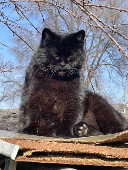 Кошка молодая метис британская черная