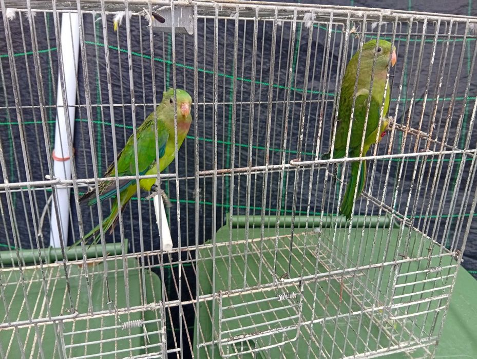 Ring necks barrabands kakariquis e red rumped