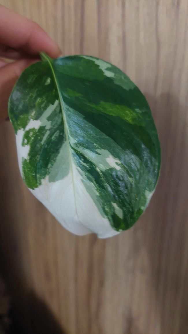 Monstera Lechleriana variegata