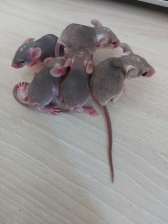 Миша голчаста(двоє мишенят)