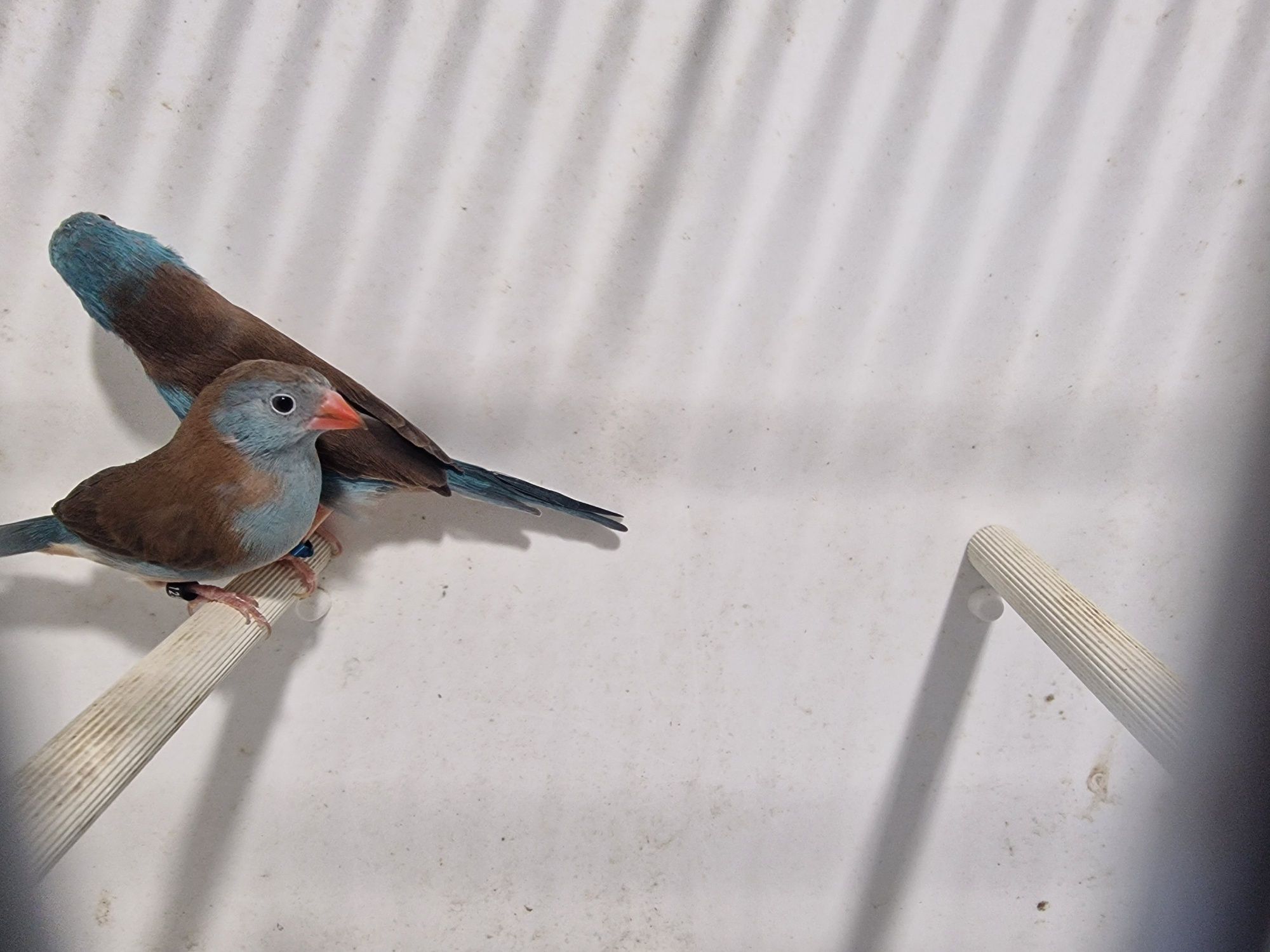 Peito-Celeste (Uraeginthus Cyanocephalus)