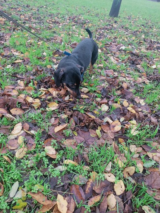 Отдам в хорошую и любящую семью таксу