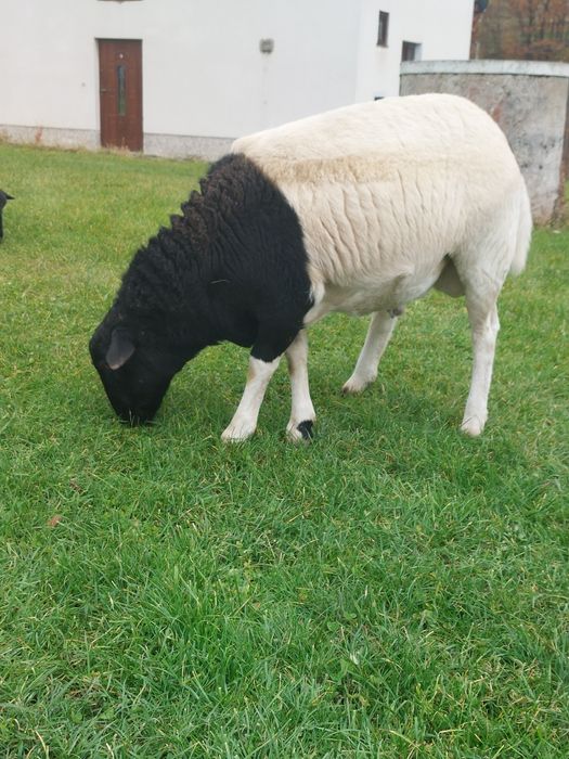 Baran dorper tryczek