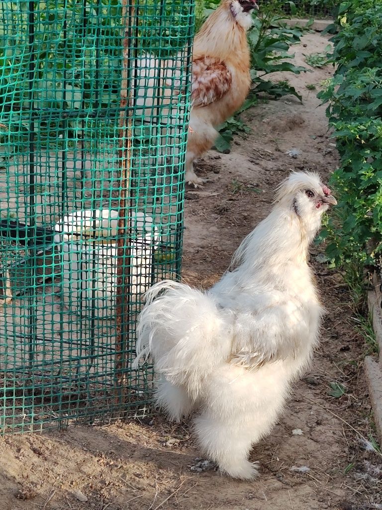 Sprzedam kury siliki