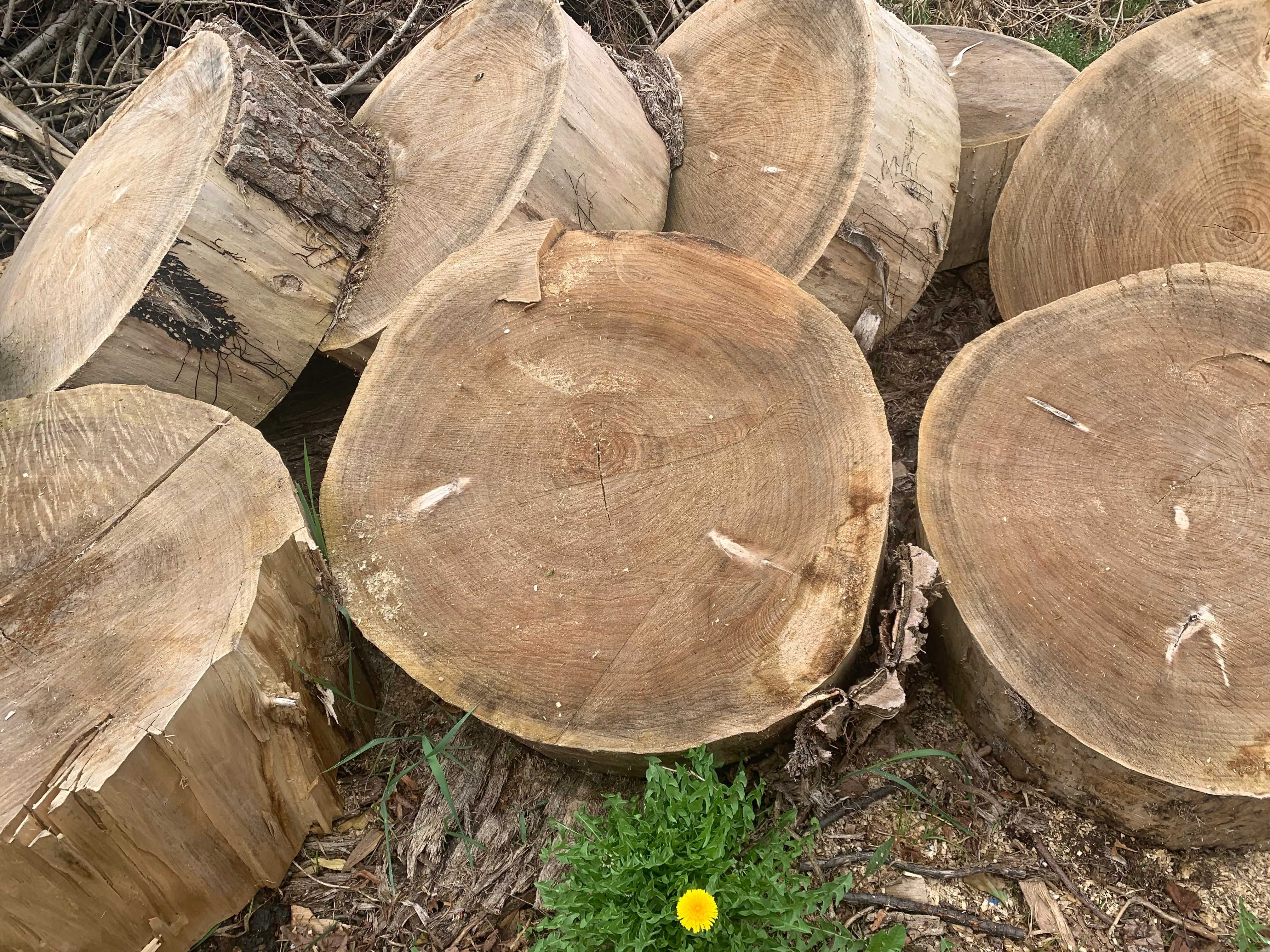 Pieńki, plastry drewna - topola, średnica 60-120 cm, wys. ok. 30 cm