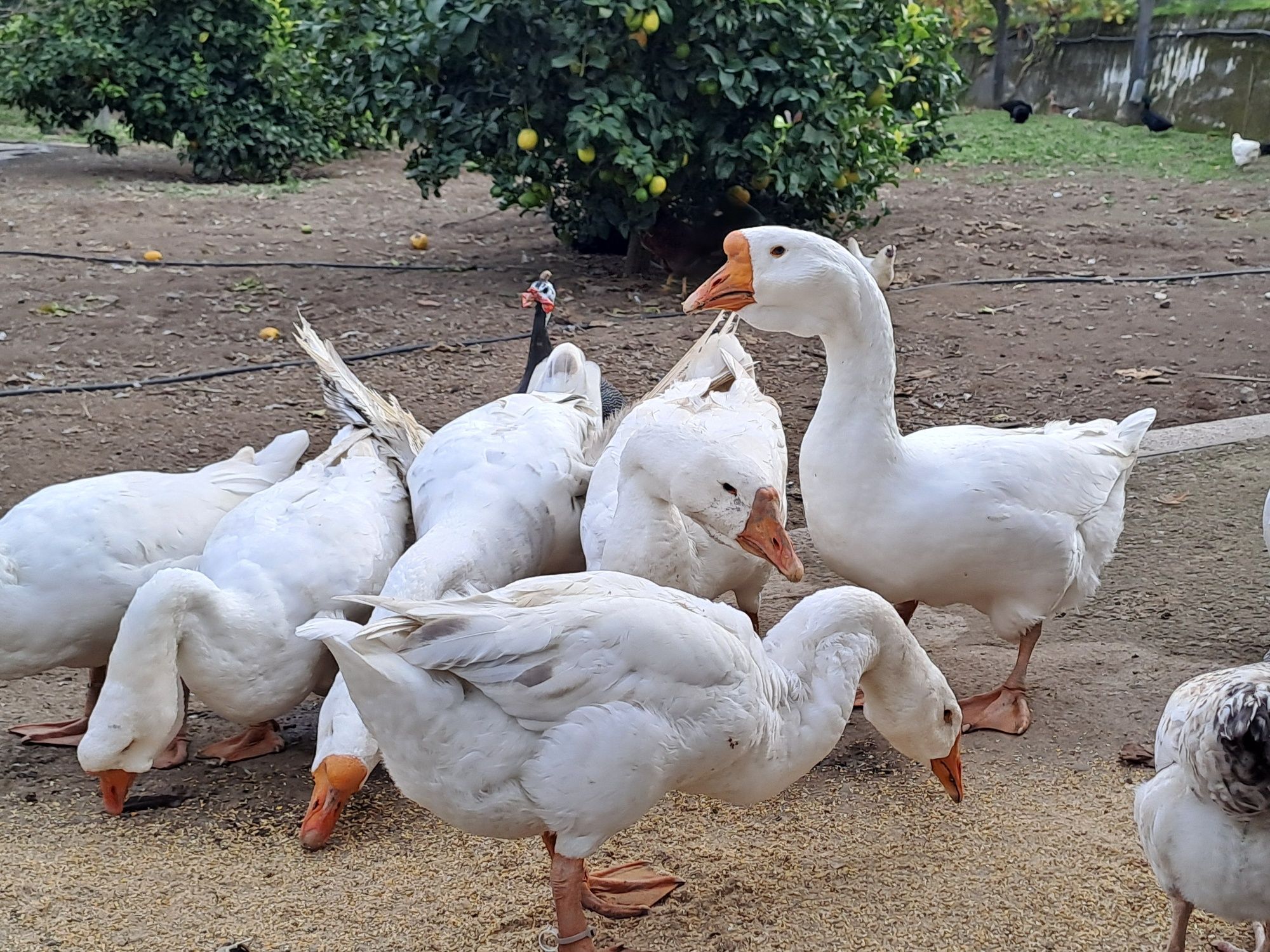 Casais de gansos de barbela novos