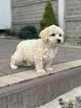 Piesek rasy Maltipoo