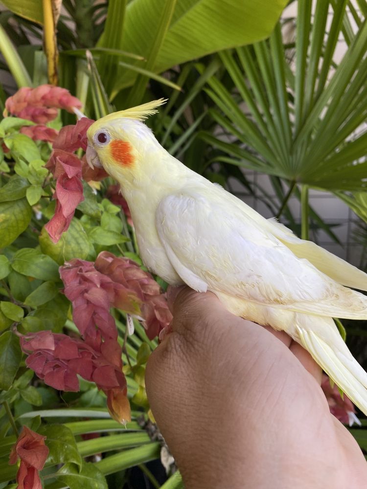 Caturra domesticada amarela com face vermelha