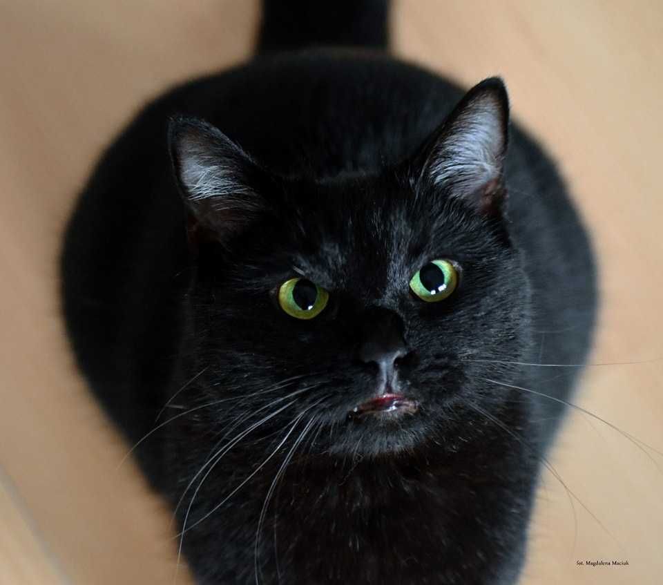 Czarna kotka - podaruj jej dom!