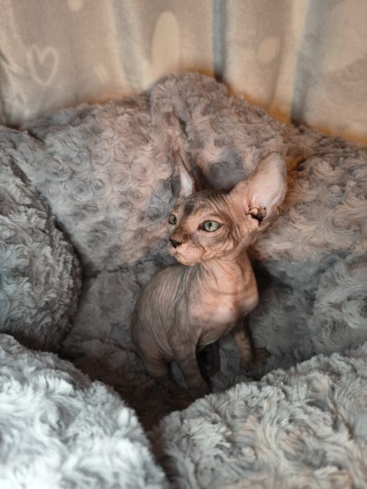 Nemi sfinks kanadyjski szylkret do rezerwacji