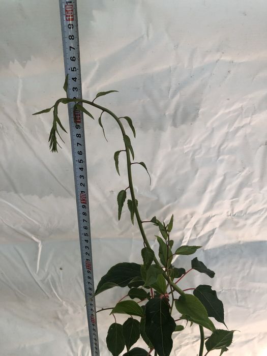 Актинидия 3 річна. Червоні та зелені плоди)