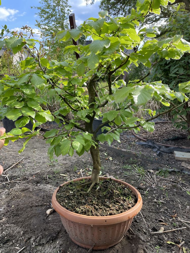 Buk pre bonsai dzrzewko