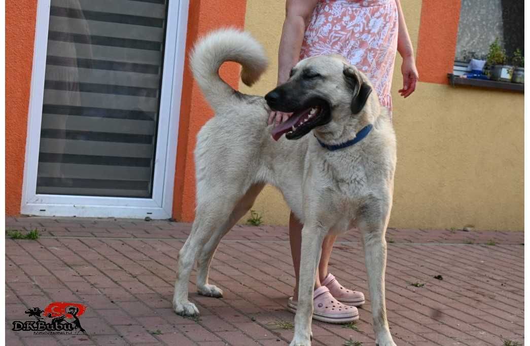 Kangal  import Turcja. Hodowla D.K.BUBU FCI.