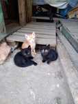 3 gatinhos para adopção