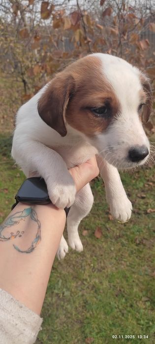 Продам цуценят гладкошерстний фокстерєра