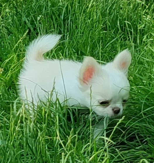 Długowłosy chihuahua